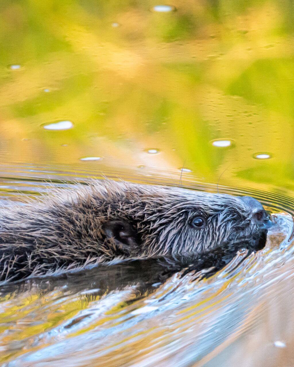 Bever in de Biesbosch